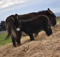 Malakai Farm Stay - Accommodation Mooloolaba