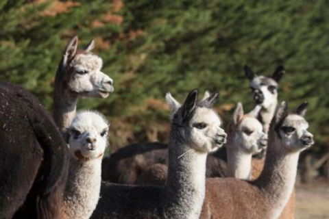 Malakai Farm Stay - Accommodation Mooloolaba 4