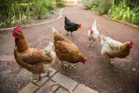 Malakai Farm Stay - Accommodation Mooloolaba 7