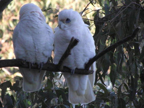 Green Point Lakehouse - Accommodation Mooloolaba 6