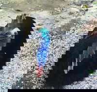 Licuala Lodge - Accommodation Mooloolaba