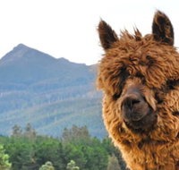 Maydena Mountain Cabins - Accommodation Mooloolaba