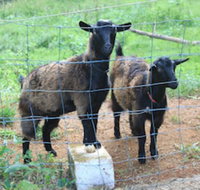 Alstonville Country Cottages - Accommodation Mooloolaba