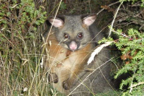 Forest Walks Lodge - Accommodation Mooloolaba 6