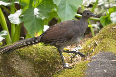 Myers Creek Cascades Luxury Cottages - Accommodation Mooloolaba 4