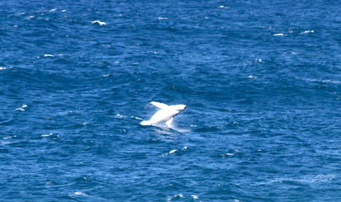 Sea Whispers - Accommodation Mooloolaba 3