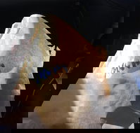 Shoeys bakery - Accommodation Mooloolaba