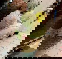 The Natural Waffle Ice Cream Parlour - Accommodation Mooloolaba