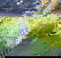 Tallagandra Hill Winery - Accommodation Mooloolaba