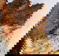 Chicken king - Accommodation Mooloolaba