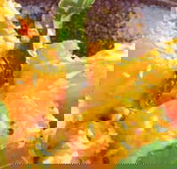 Spice Village - Accommodation Mooloolaba