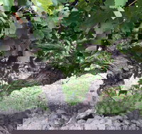 Nick Haselgrove Wines - Accommodation Mooloolaba