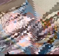 Tommy Sugo - Accommodation Mooloolaba