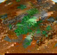 Four Figs - Accommodation Mooloolaba