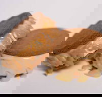 Gelato Messina - South Brisbane - Accommodation Mooloolaba