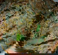 Old Kingdom - Surrey Hills - Accommodation Mooloolaba