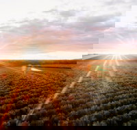 Rich Glen Olive Farm - Accommodation Mooloolaba