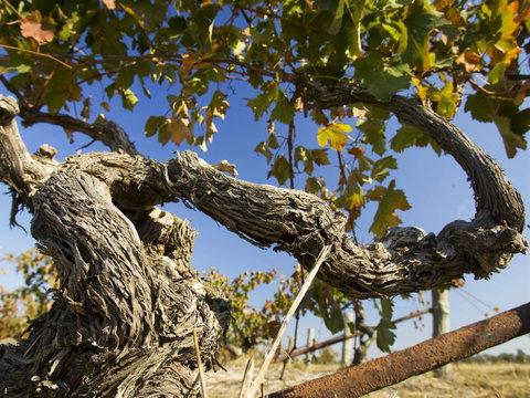 Jones Winery & Vineyard - Accommodation Mooloolaba 2