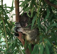 Wild Life Hamilton Island - Accommodation Mooloolaba