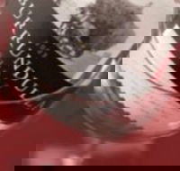 Burrundulla Vineyards - Accommodation Mooloolaba