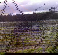Darlington Vineyard - Accommodation Mooloolaba