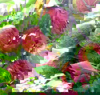 Payne's Orchards - Accommodation Mooloolaba