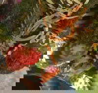 Faber Vineyard and Winery - Accommodation Mooloolaba