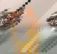 Where Ya Bean - Accommodation Mooloolaba