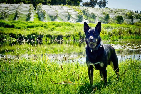 Hickinbotham Of Dromana - Accommodation Mooloolaba 1