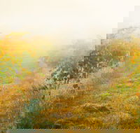 Poonawatta - Accommodation Mooloolaba