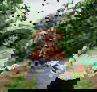 Cherryhill Orchards - Accommodation Mooloolaba