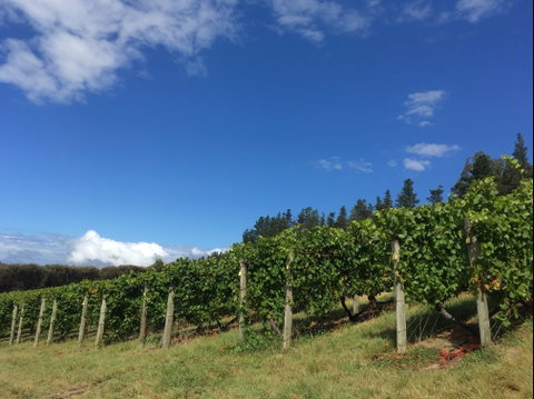 Freycinet Vineyard - Accommodation Mooloolaba 0