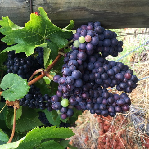 Freycinet Vineyard - Accommodation Mooloolaba 1