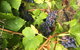 Freycinet Vineyard - thumb 2