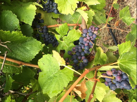 Freycinet Vineyard - Accommodation Mooloolaba 2