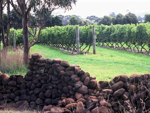 Spring Vale Vineyard - Accommodation Mooloolaba 0