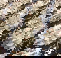 Wonderland Emporium - Accommodation Mooloolaba