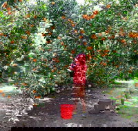 Fords Farm - Accommodation Mooloolaba