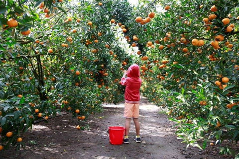 Ford’s Farm - Accommodation Mooloolaba 0