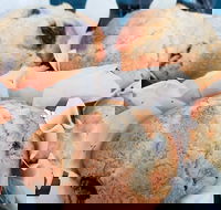 Two Tui's - Accommodation Mooloolaba