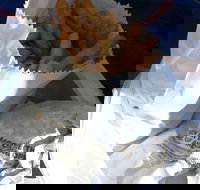 Ragenovich Bros Chickens - Accommodation Mooloolaba