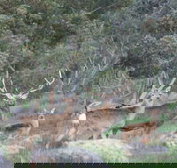 Hahndorf Venison - Accommodation Mooloolaba