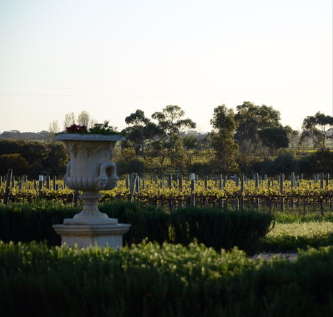 Angas Plains Wines Cellar Door - Accommodation Mooloolaba 1