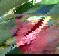 Darkes Glenbernie Orchard - Accommodation Mooloolaba