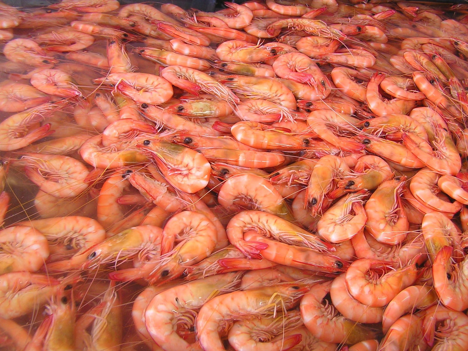 Bundaberg East QLD Accommodation Mooloolaba