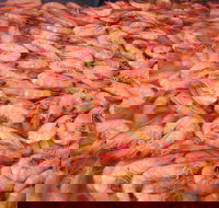 Grunske's By The River Seafood Market and Restaurant - Accommodation Mooloolaba