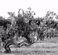Smallfry wines cellar door - Accommodation Mooloolaba