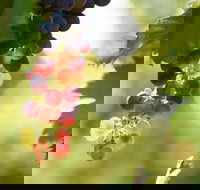 Raleigh Winery - Accommodation Mooloolaba