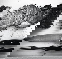 The Queensland Hotel - Accommodation Mooloolaba