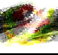 Woodhill Dining - Accommodation Mooloolaba